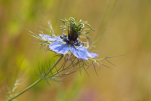 nigelle