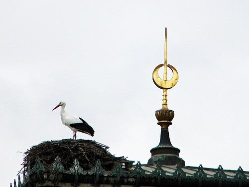 cigogne sur mosquée