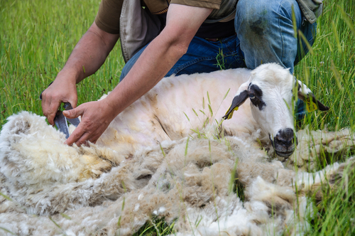 Résultat de recherche d'images pour "mouton tondu"