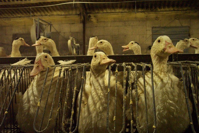 foie gras halal