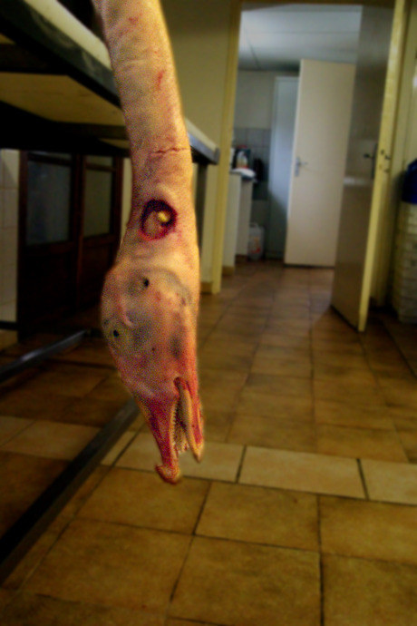 foie gras halal