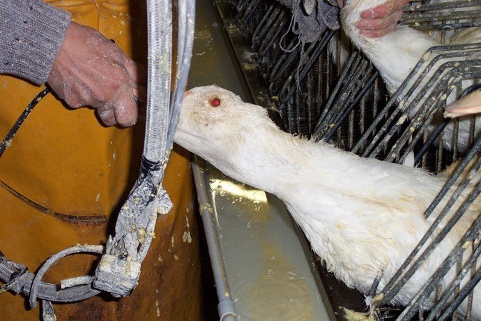 foie gras halal