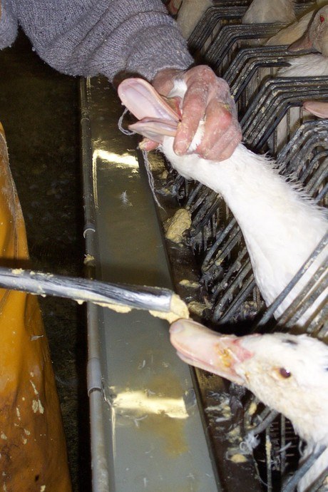 foie gras halal