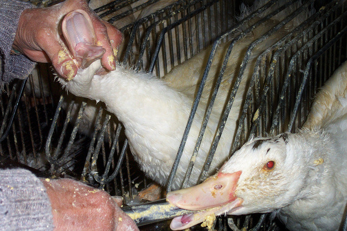 foie gras halal