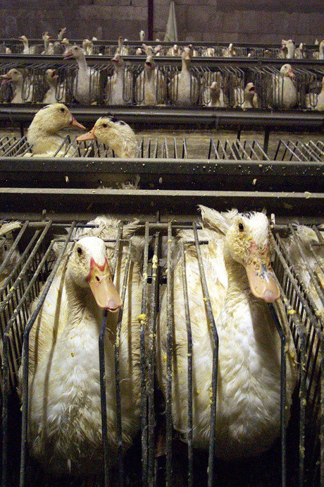 foie gras halal