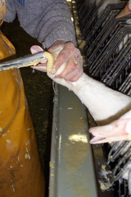 foie gras halal