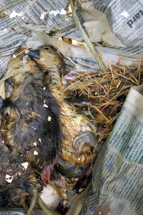 halal foie gras