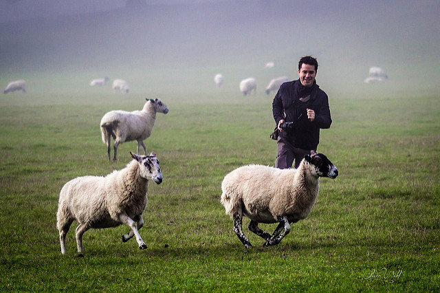 mouton aïd