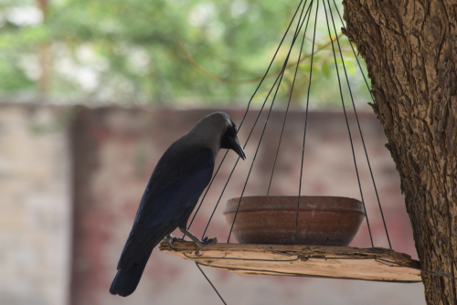 canicule oiseaux