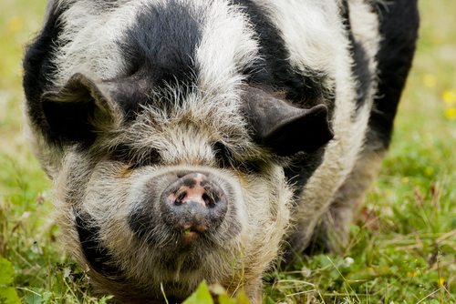 cochon