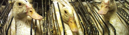 le foie gras, un crime