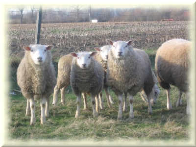 Achetez votre mouton en Belgique pour l'aïd el-kebir