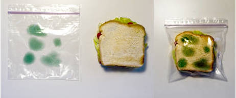 sandwich moisi