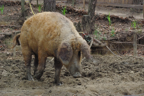 fermes pédagogiques