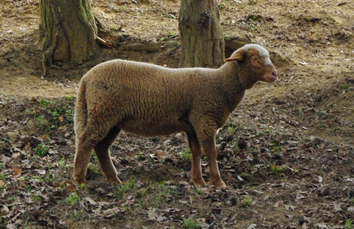 fermes pédagogiques