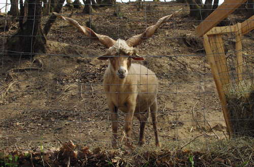 fermes pédagogiques