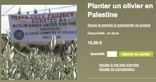 Oliviers en Palestine