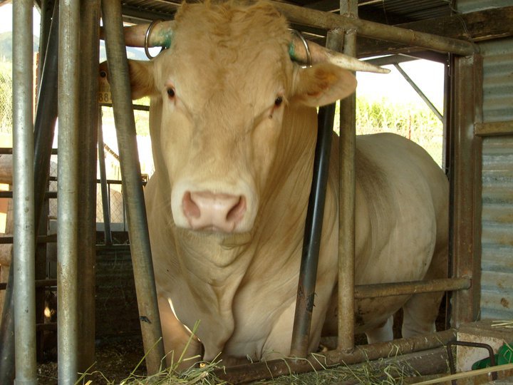 Les presque moutons de l'aïd de la Réunion