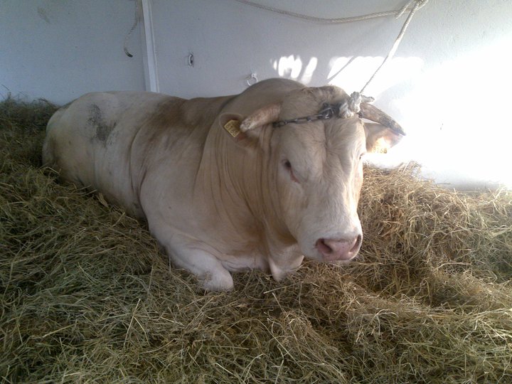 Les presque moutons de l'aïd de la Réunion