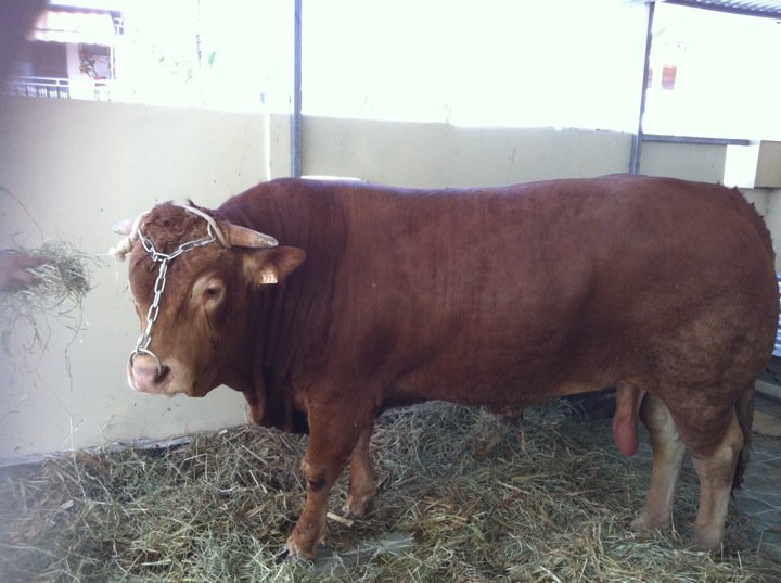 Les presque moutons de l'aïd de la Réunion