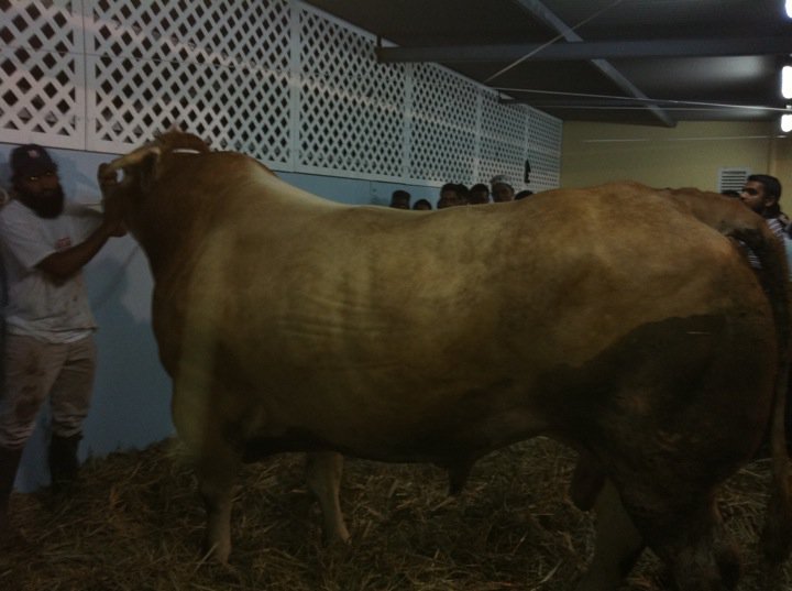 Les presque moutons de l'aïd de la Réunion