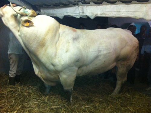 Les presque moutons de l'aïd de la Réunion