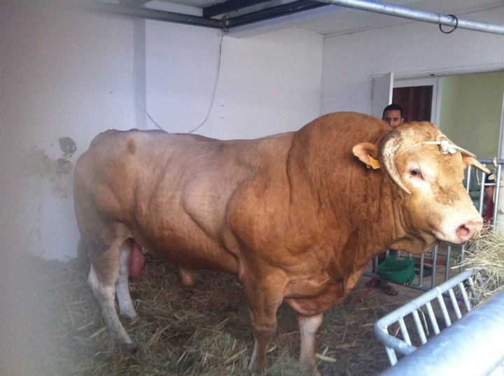 Les presque moutons de l'aïd de la Réunion