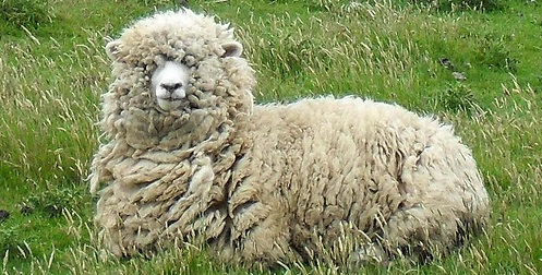 Aïd al-Adha