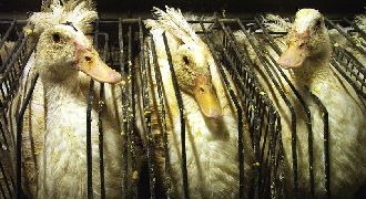 Du foie gras halal toujours à l'armagnac - Al-Kanz