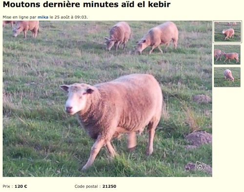 Urgent : deux moutons à vendre pour l'aïd