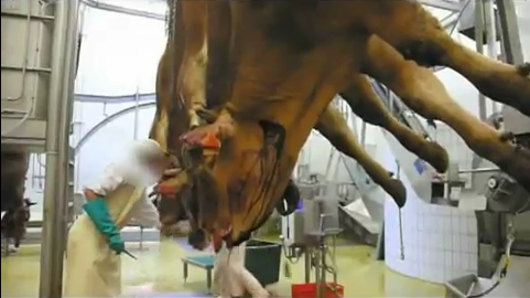 Abattoir de bovins