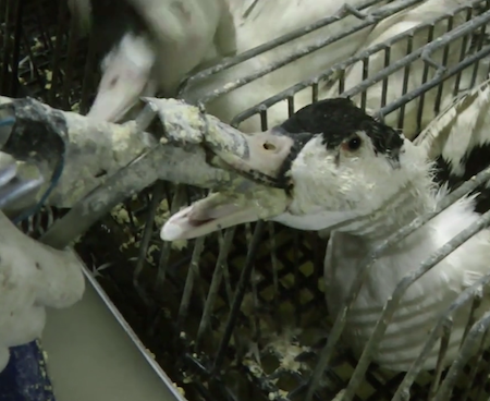 La fabrique du foie gras