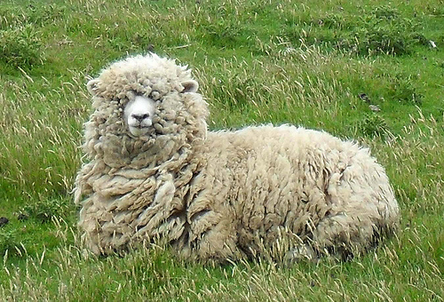 Mouton de l'aïd