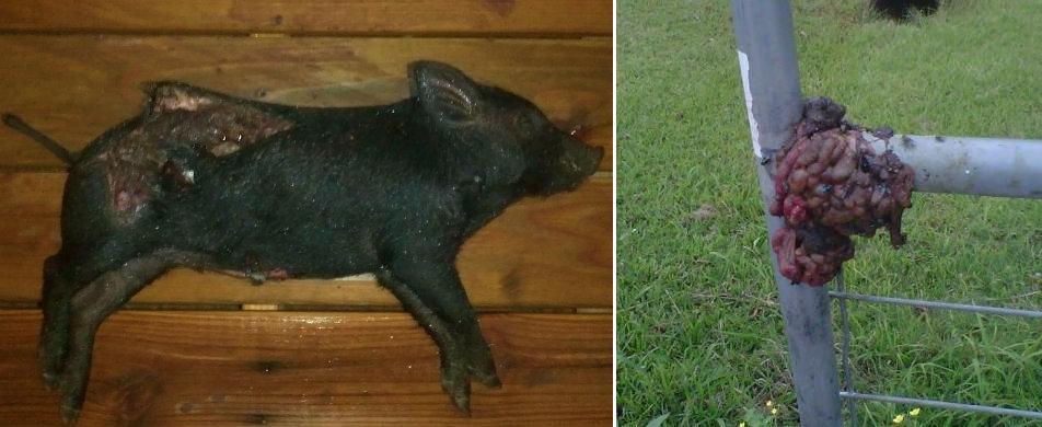 Houston : un porc éviscéré déposé devant la porte d'une mosquée