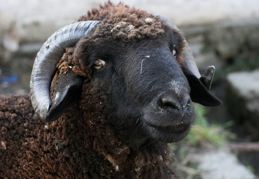 Mouton de l’aïd : combien l’avez-vous payé ?...