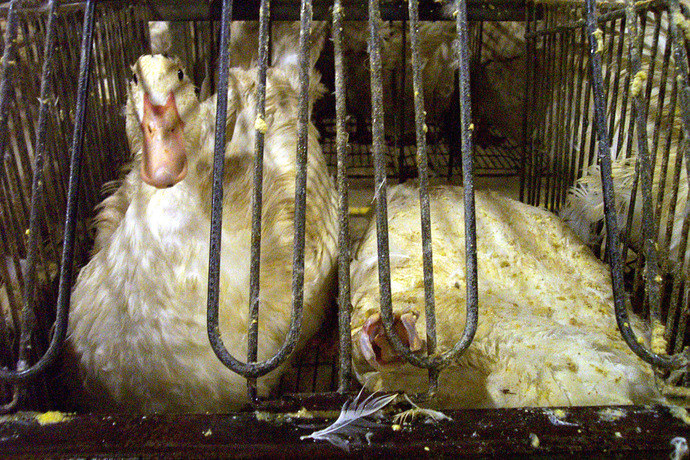 foie gras halal 11