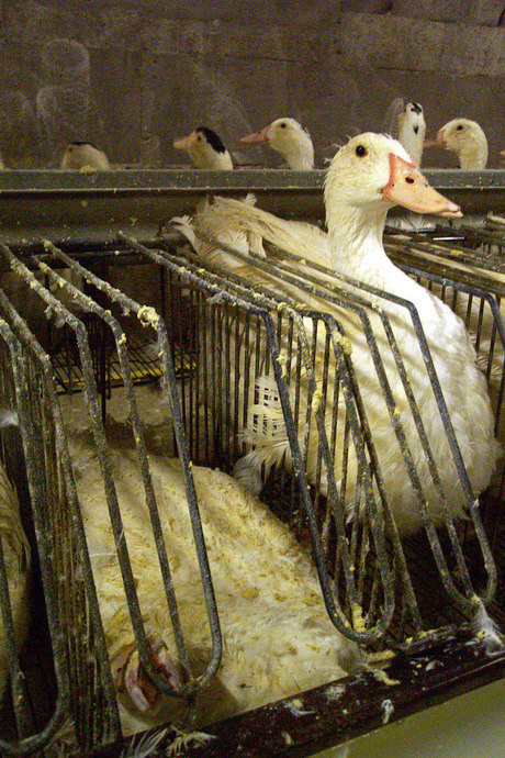 foie gras halal 12