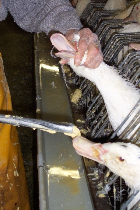 foie gras halal 6