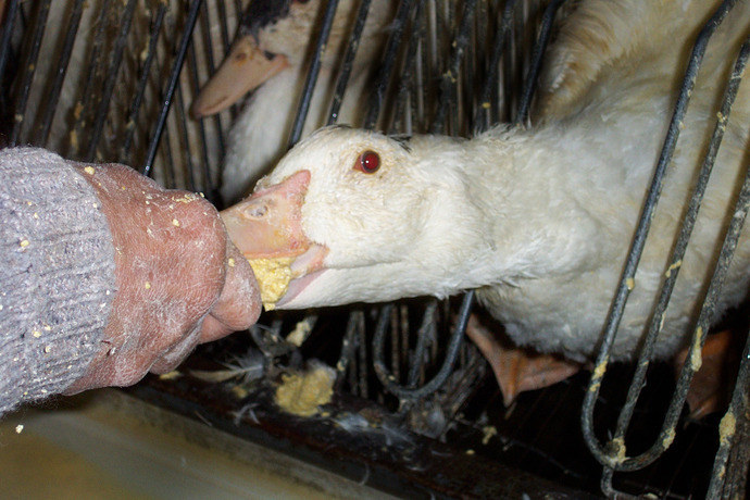 foie gras halal 7