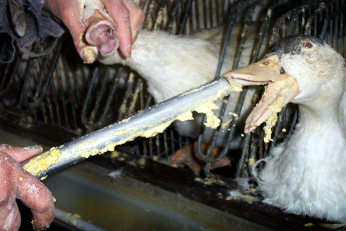 Foie gras halal : ne soyons pas complices de l'horreur