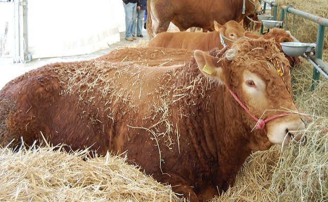 vache limousine