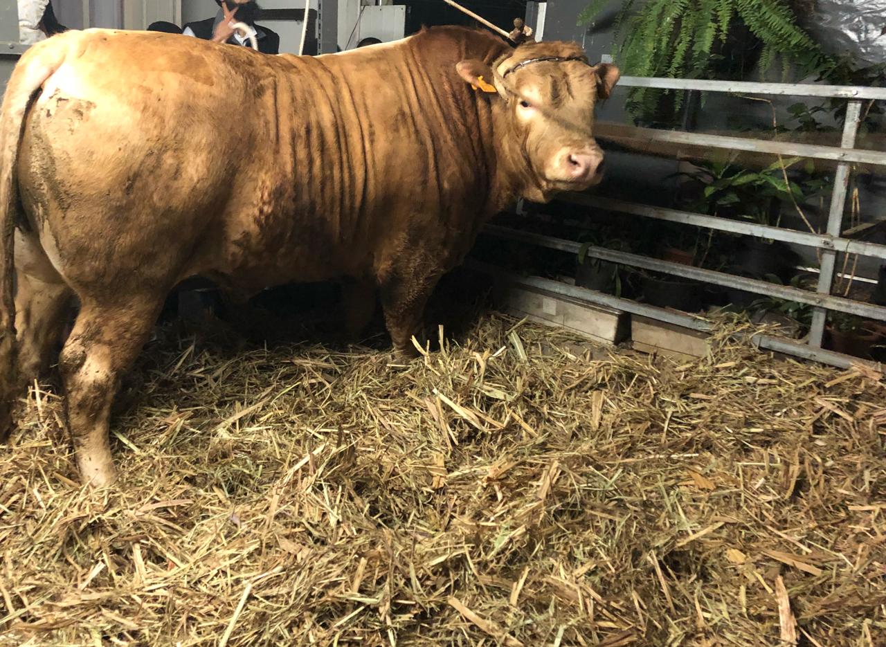 boeufs aïd al-adha ile réunion