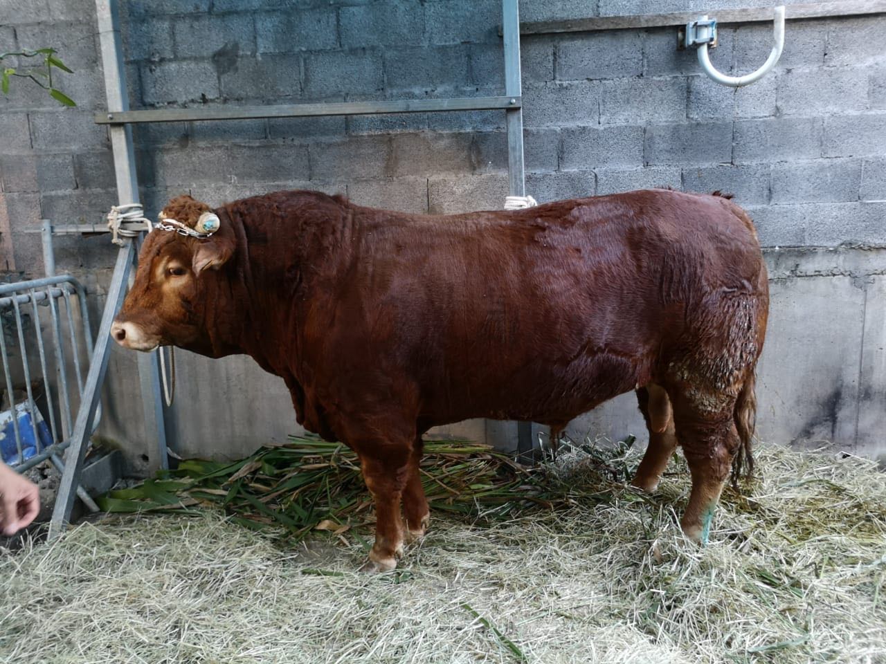 boeufs aïd al-adha ile réunion