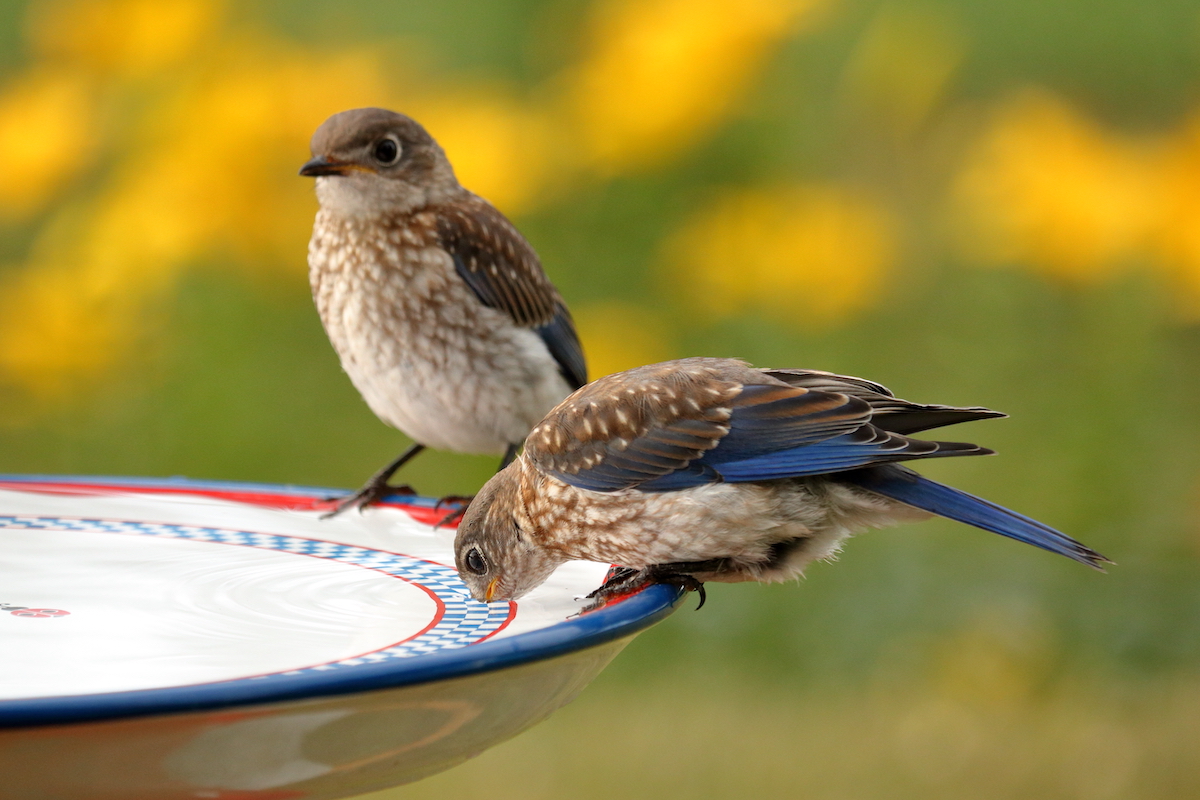 Deux oiseaux s'abreuvent