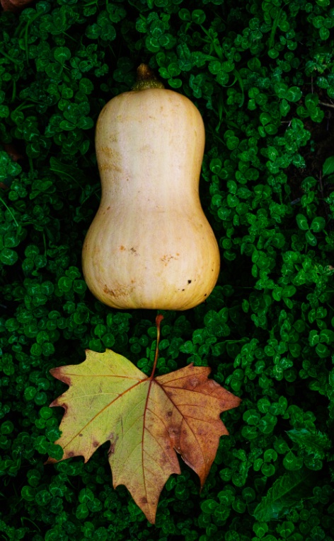 Butternut bio - Philippe Bada - Ryad le jardinier