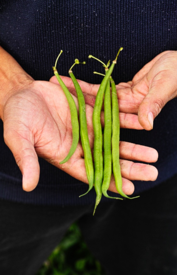 Haricots bio - Philippe Bada - Ryad le jardinier