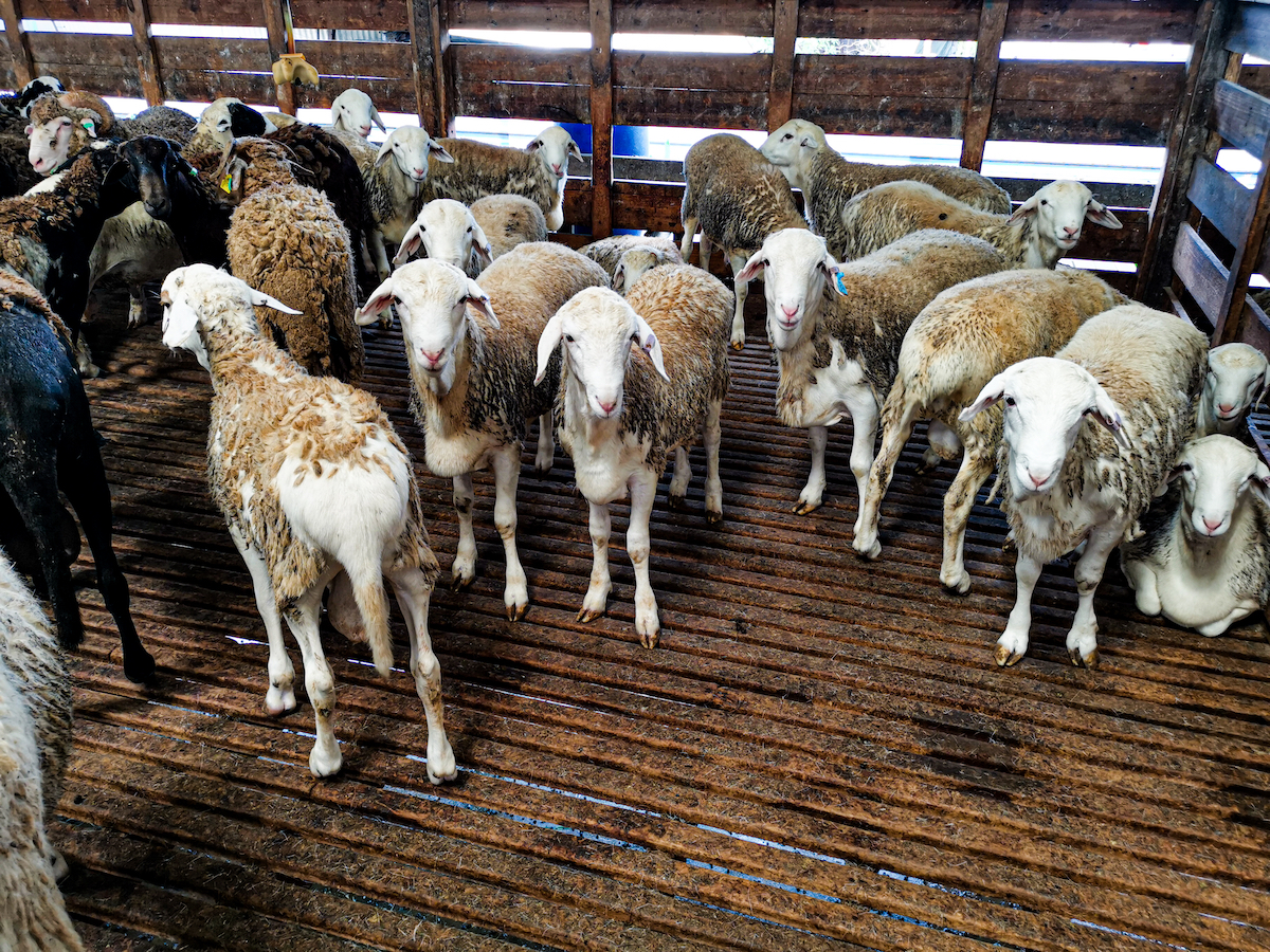 mouton de l'aïd