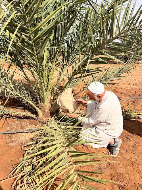 Dattes medjoul, Boudnib, Maroc