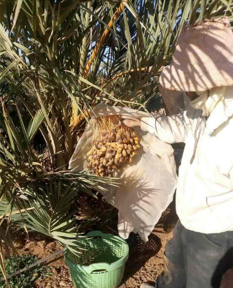 Dattes medjoul, Boudnib, Maroc