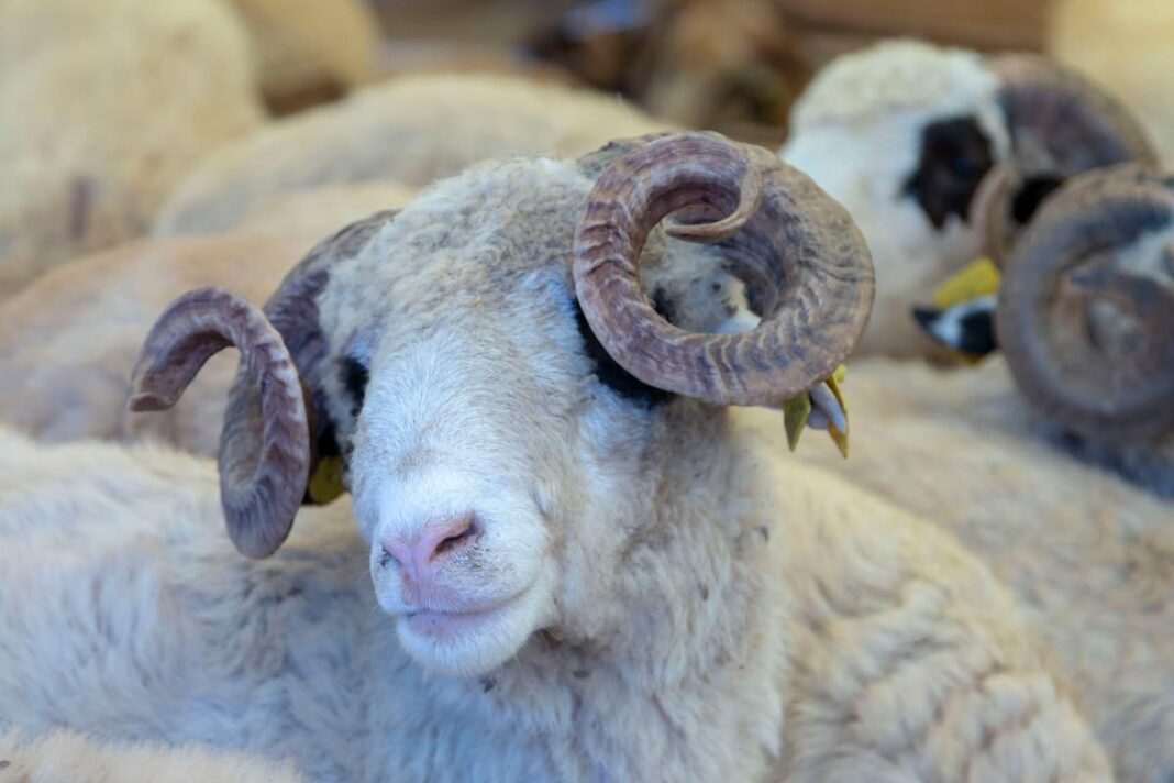 Mouton de l'aïd